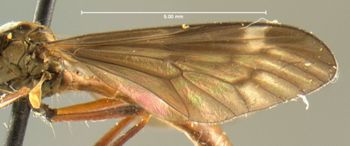 Media type: image;   Entomology 25745 Aspect: wing